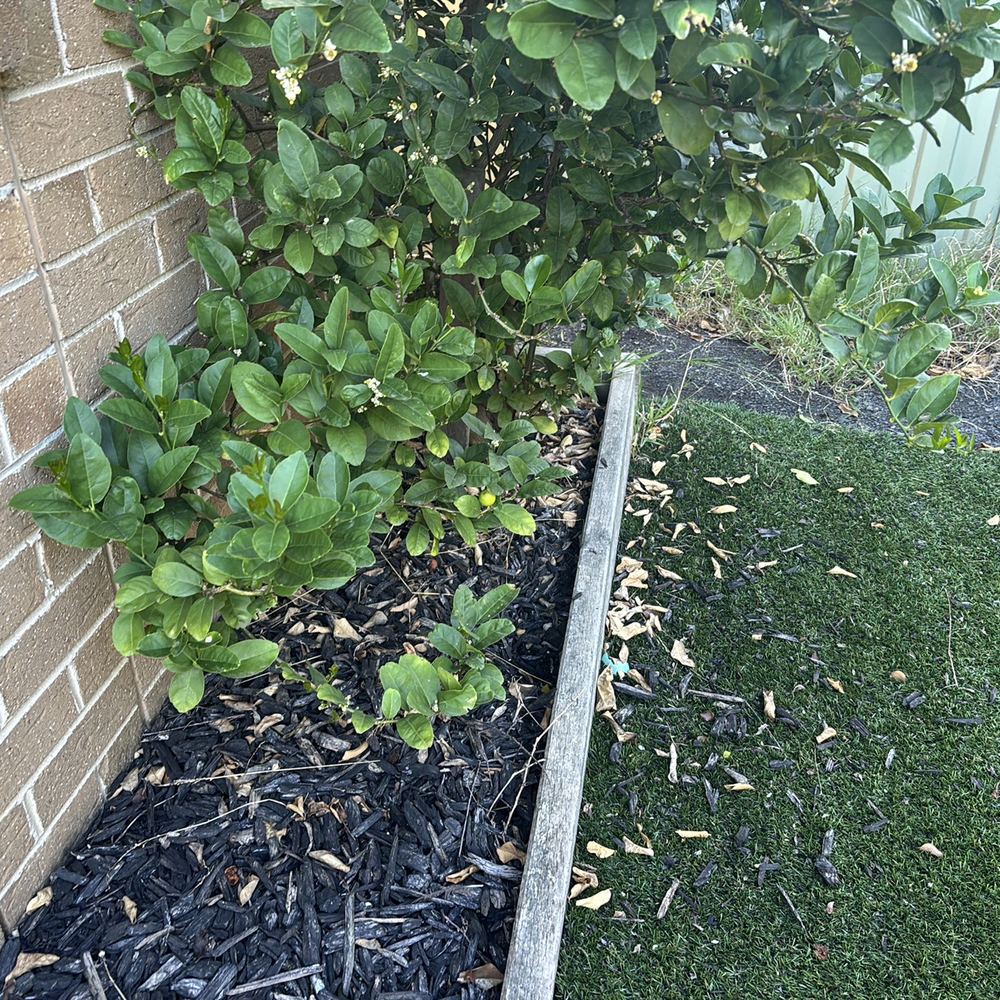 Tree stumps and garden sleepers
